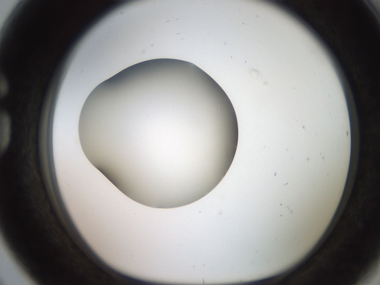 folderID257_plateID2257_batchID10332_wellNum80_profileID1_d1_r156768_ef.jpg