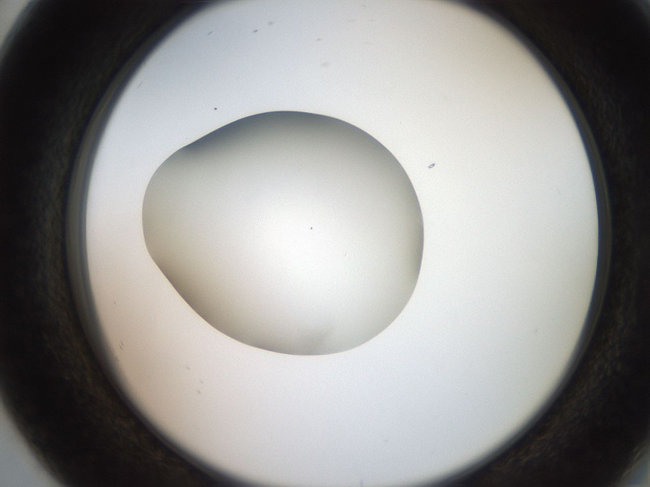 folderID257_plateID2257_batchID10332_wellNum80_profileID1_d2_r156769_ef.jpg
