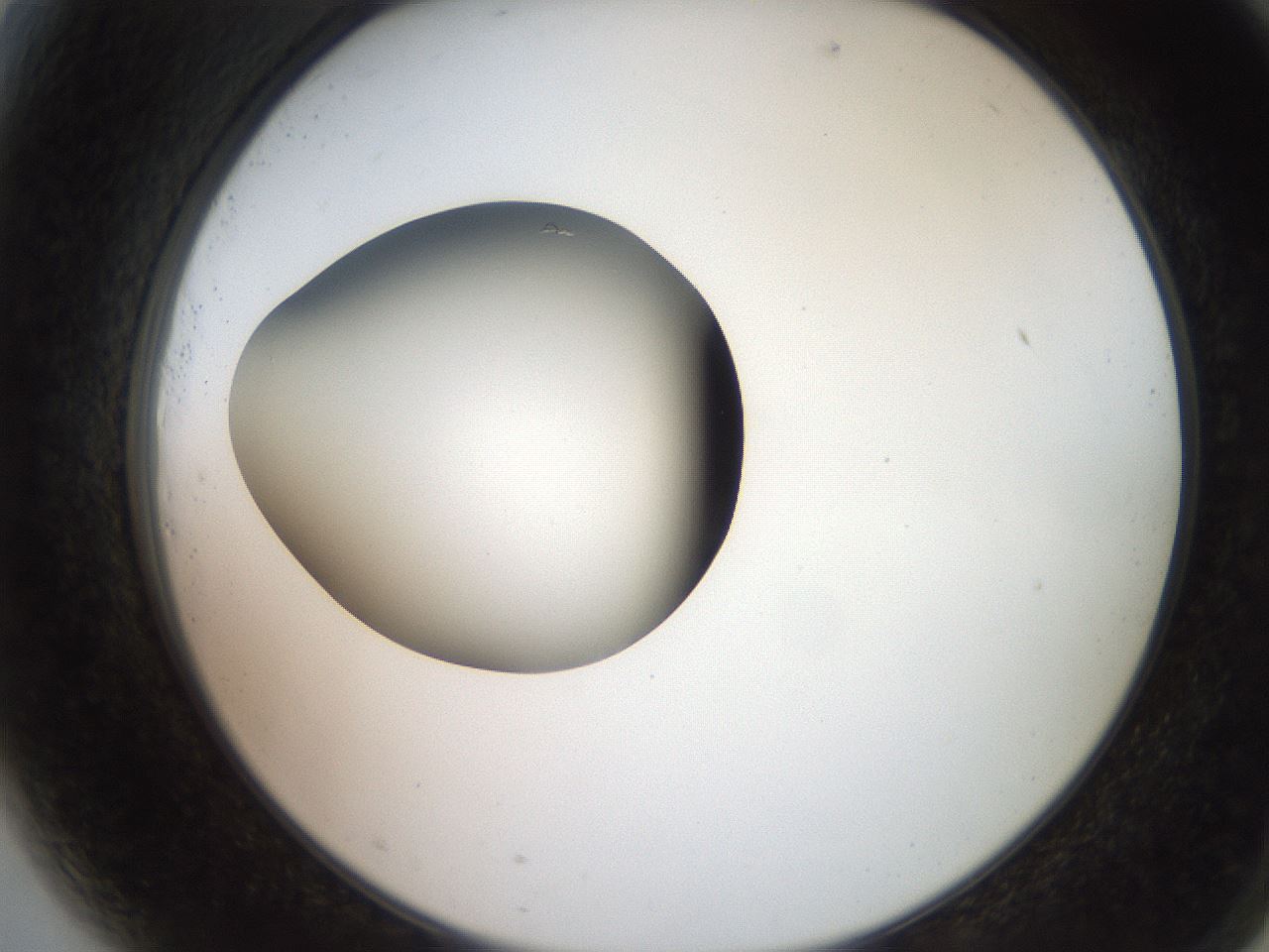 folderID257_plateID2257_batchID10332_wellNum81_profileID1_d2_r156771_ef.jpg