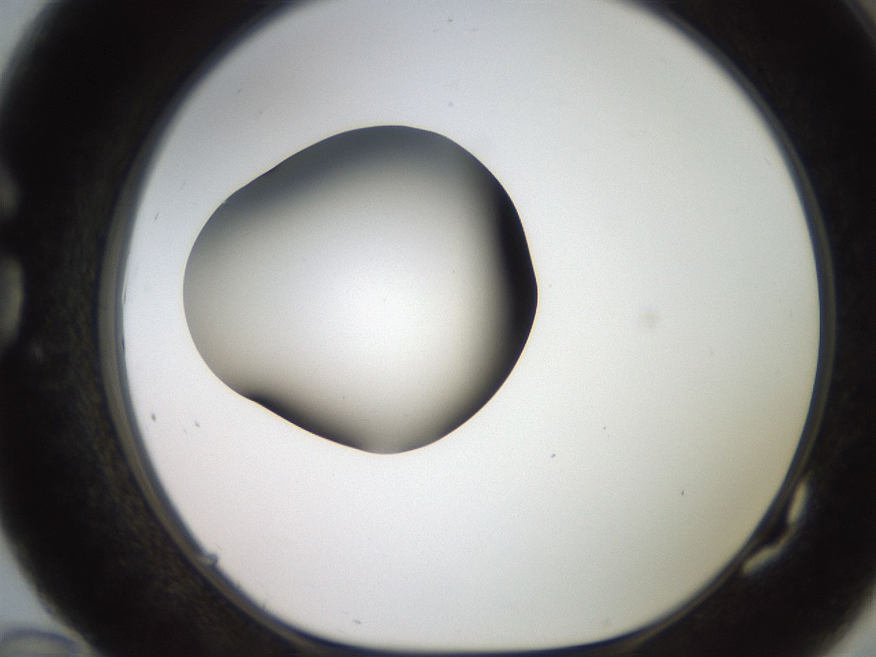 folderID257_plateID2257_batchID10332_wellNum82_profileID1_d1_r156772_ef.jpg