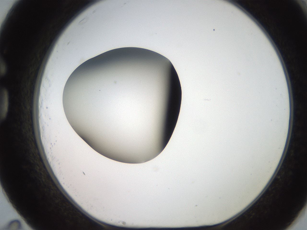 folderID257_plateID2257_batchID10332_wellNum83_profileID1_d1_r156774_ef.jpg