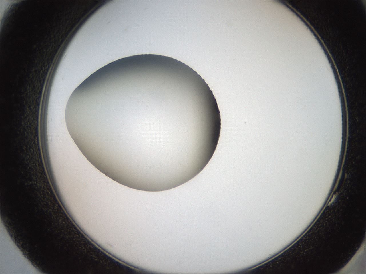 folderID257_plateID2257_batchID10332_wellNum83_profileID1_d2_r156775_ef.jpg
