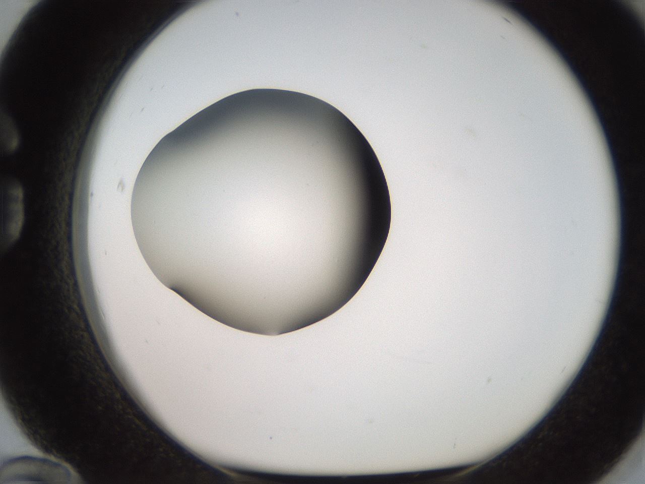 folderID257_plateID2257_batchID10332_wellNum84_profileID1_d1_r156776_ef.jpg