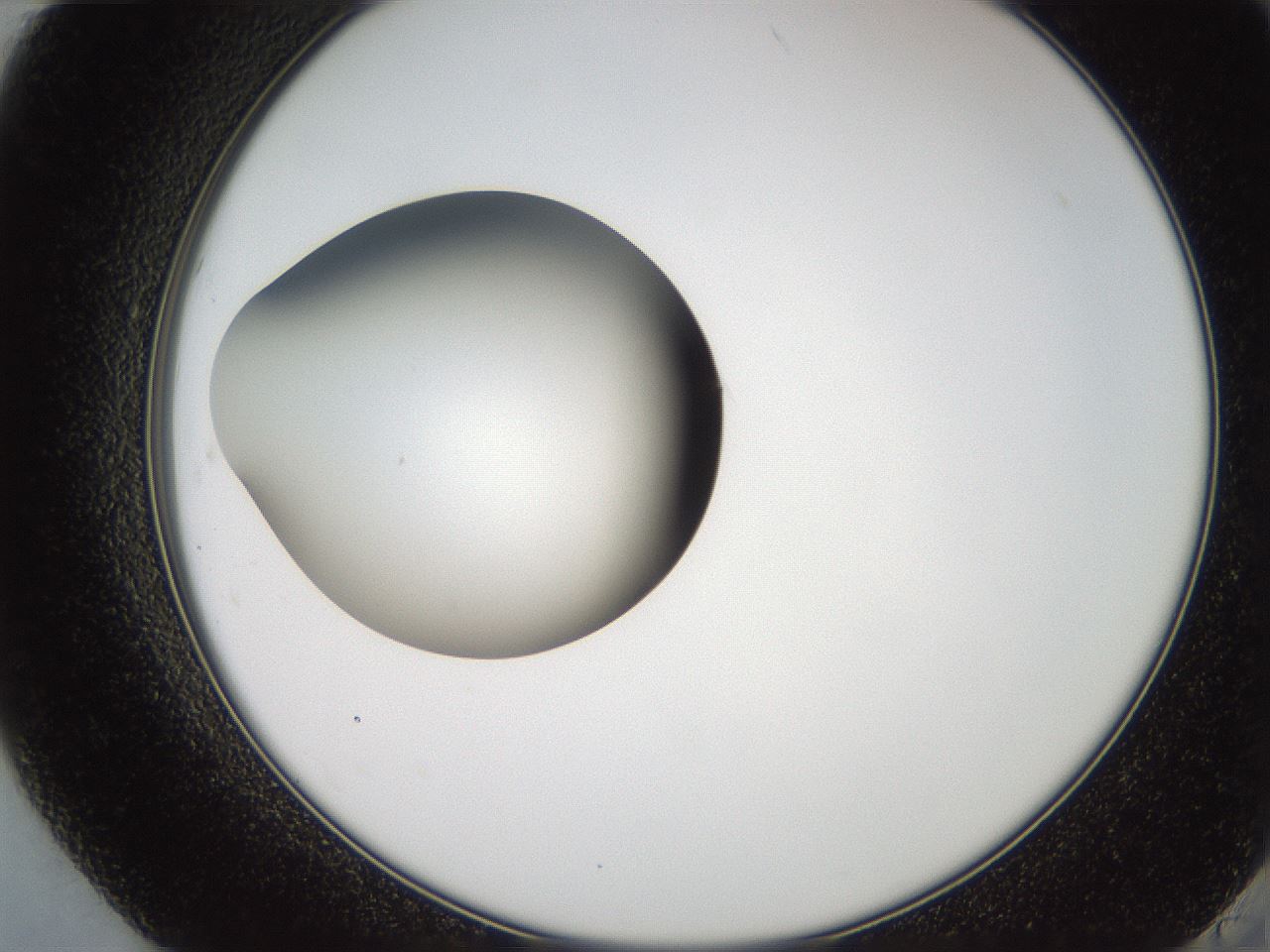 folderID257_plateID2257_batchID10332_wellNum84_profileID1_d2_r156777_ef.jpg