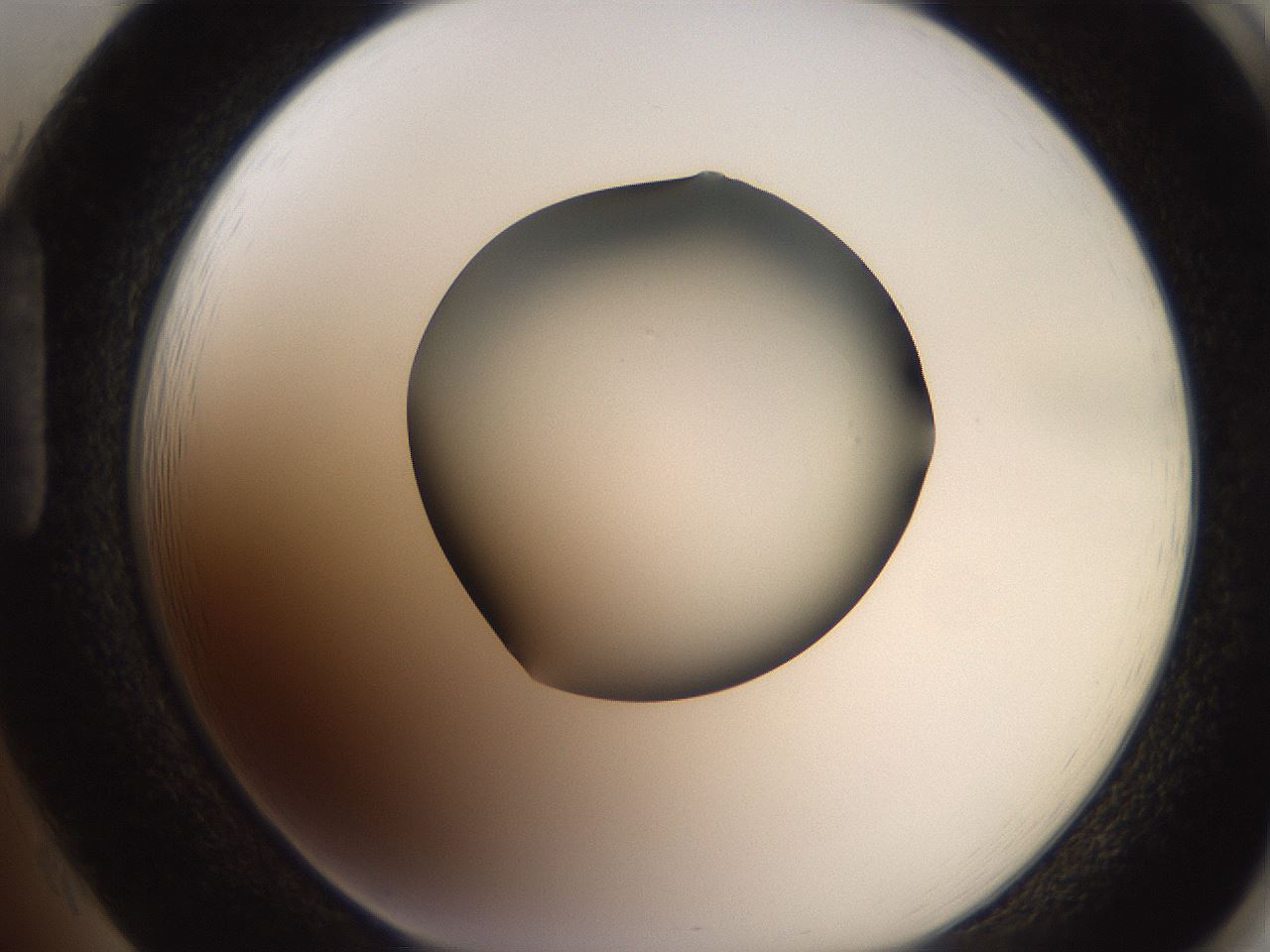 folderID257_plateID2257_batchID10332_wellNum85_profileID1_d1_r156778_ef.jpg