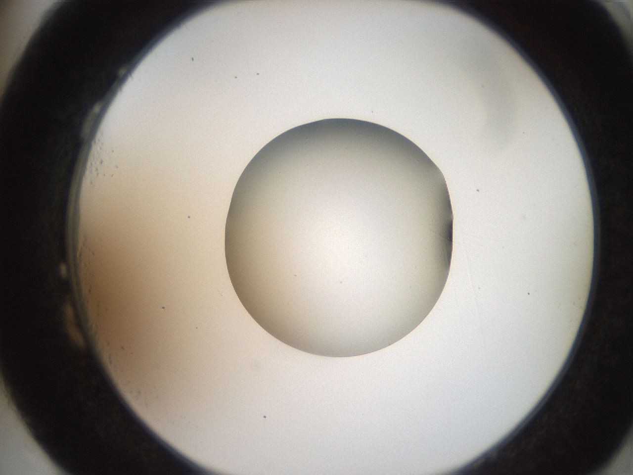 folderID257_plateID2257_batchID10332_wellNum87_profileID1_d2_r156783_ef.jpg