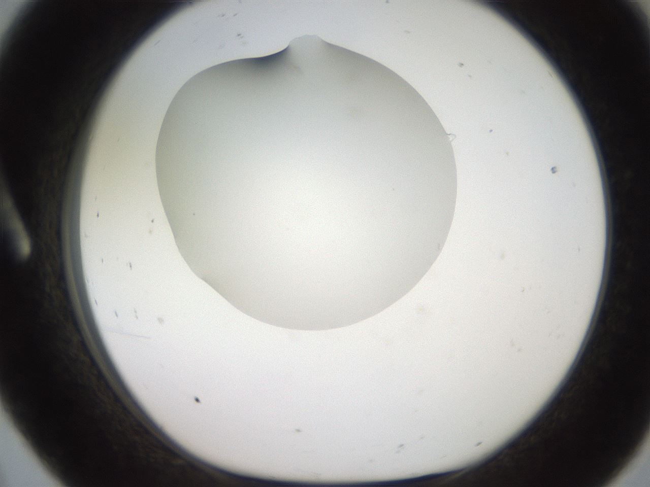 folderID257_plateID2257_batchID10332_wellNum8_profileID1_d1_r156624_ef.jpg