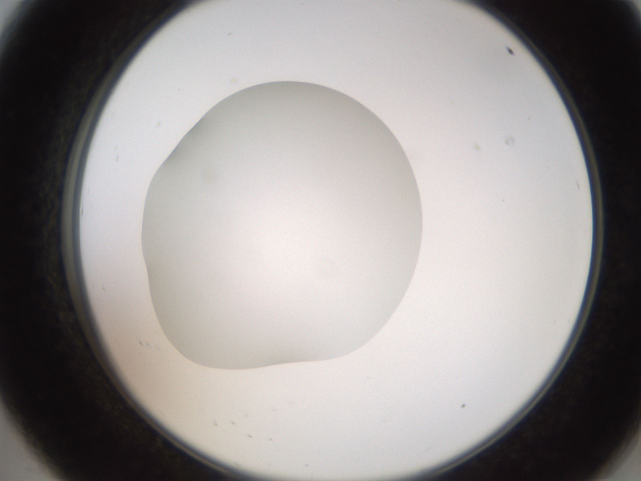 folderID257_plateID2257_batchID10332_wellNum8_profileID1_d2_r156625_ef.jpg