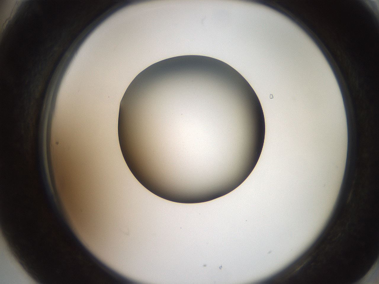 folderID257_plateID2257_batchID10332_wellNum90_profileID1_d2_r156789_ef.jpg