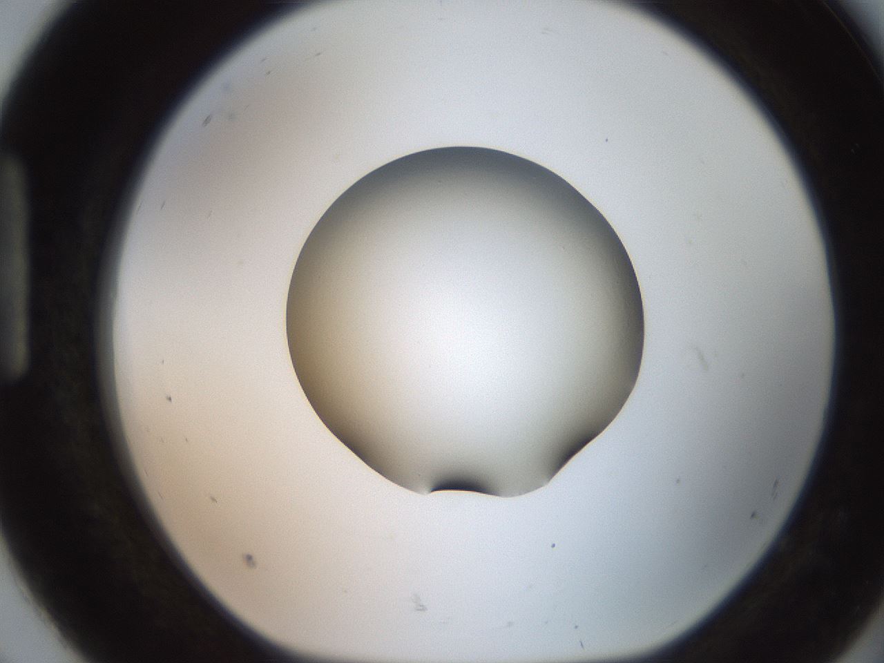 folderID257_plateID2257_batchID10332_wellNum92_profileID1_d1_r156792_ef.jpg