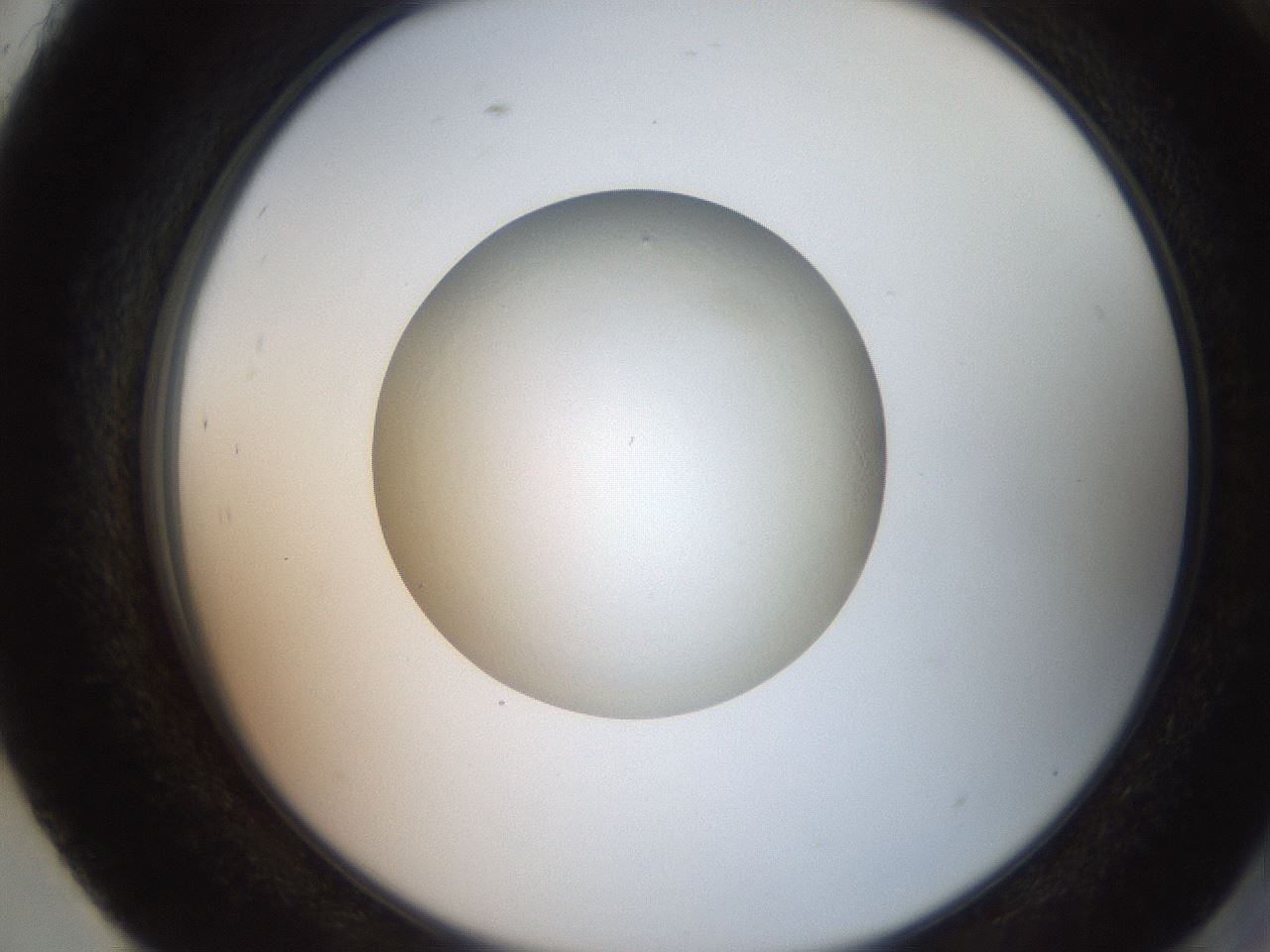 folderID257_plateID2257_batchID10332_wellNum93_profileID1_d2_r156795_ef.jpg