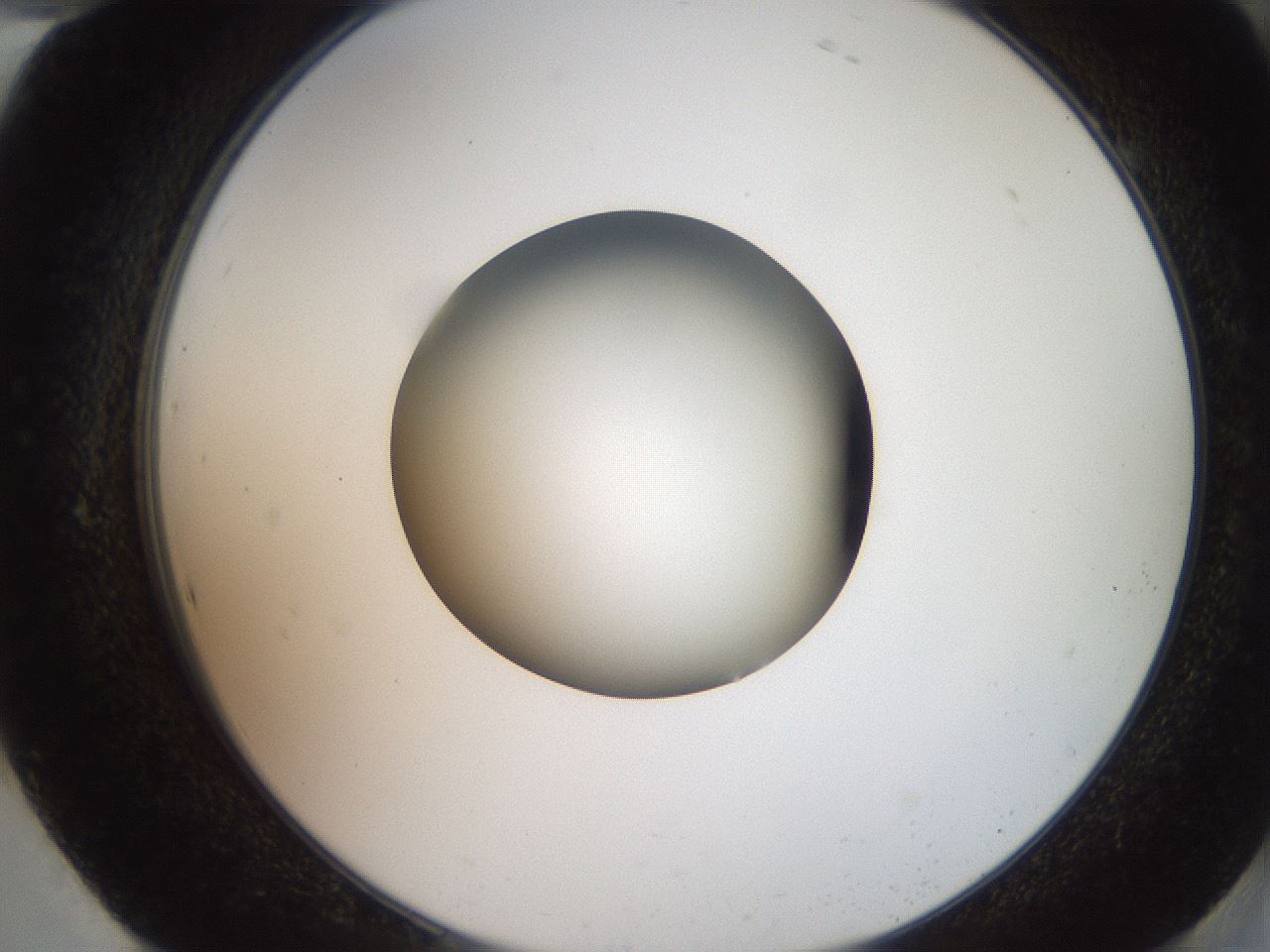 folderID257_plateID2257_batchID10332_wellNum94_profileID1_d2_r156797_ef.jpg