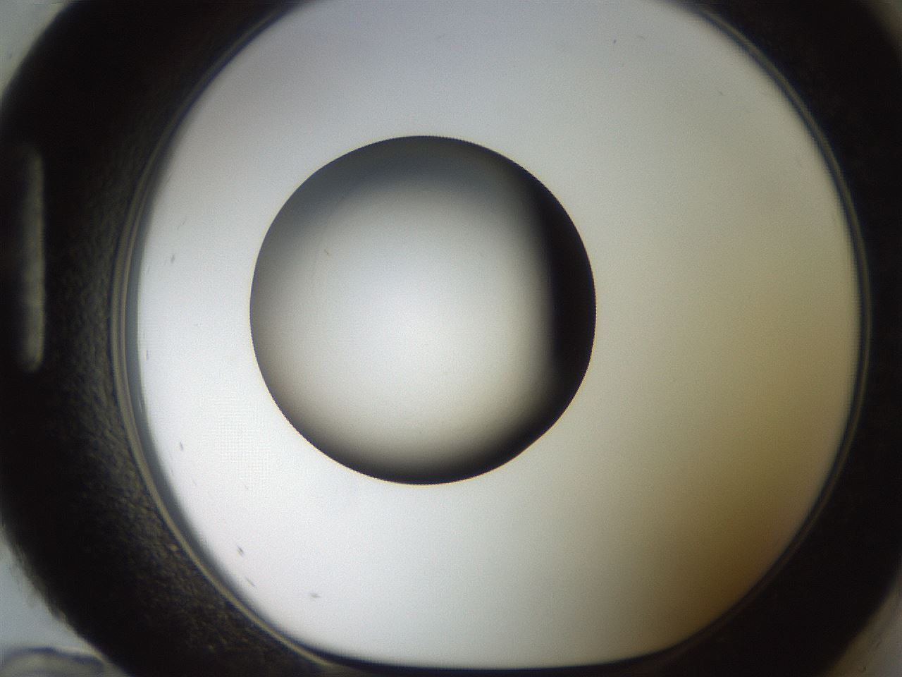 folderID257_plateID2257_batchID10332_wellNum96_profileID1_d1_r156800_ef.jpg