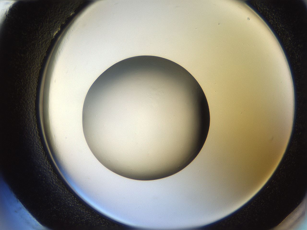 folderID257_plateID2257_batchID10332_wellNum96_profileID1_d2_r156801_ef.jpg