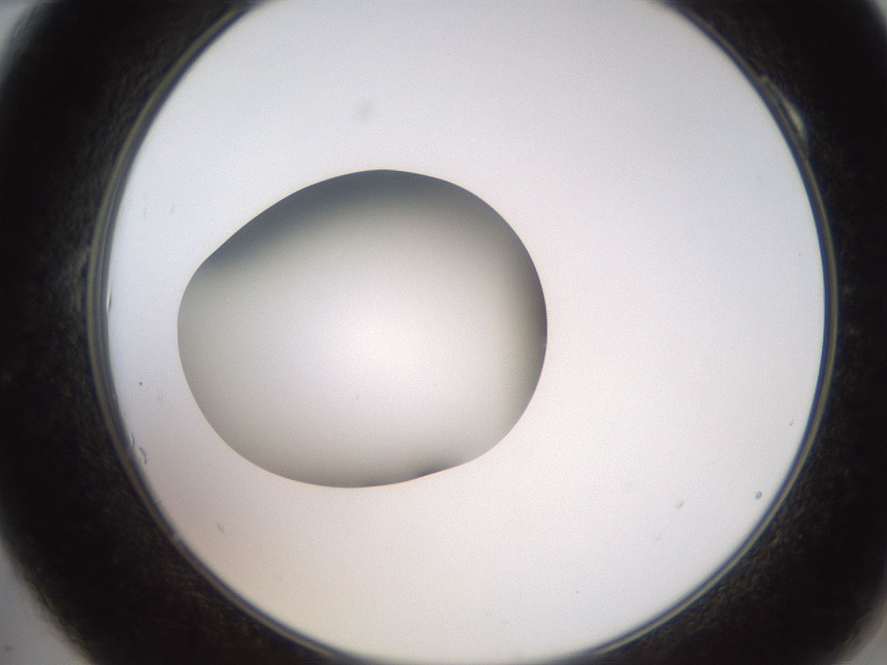 folderID258_plateID2258_batchID10333_wellNum10_profileID1_d2_r156821_ef.jpg