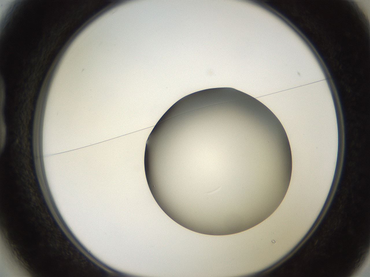 folderID258_plateID2258_batchID10333_wellNum13_profileID1_d1_r156826_ef.jpg