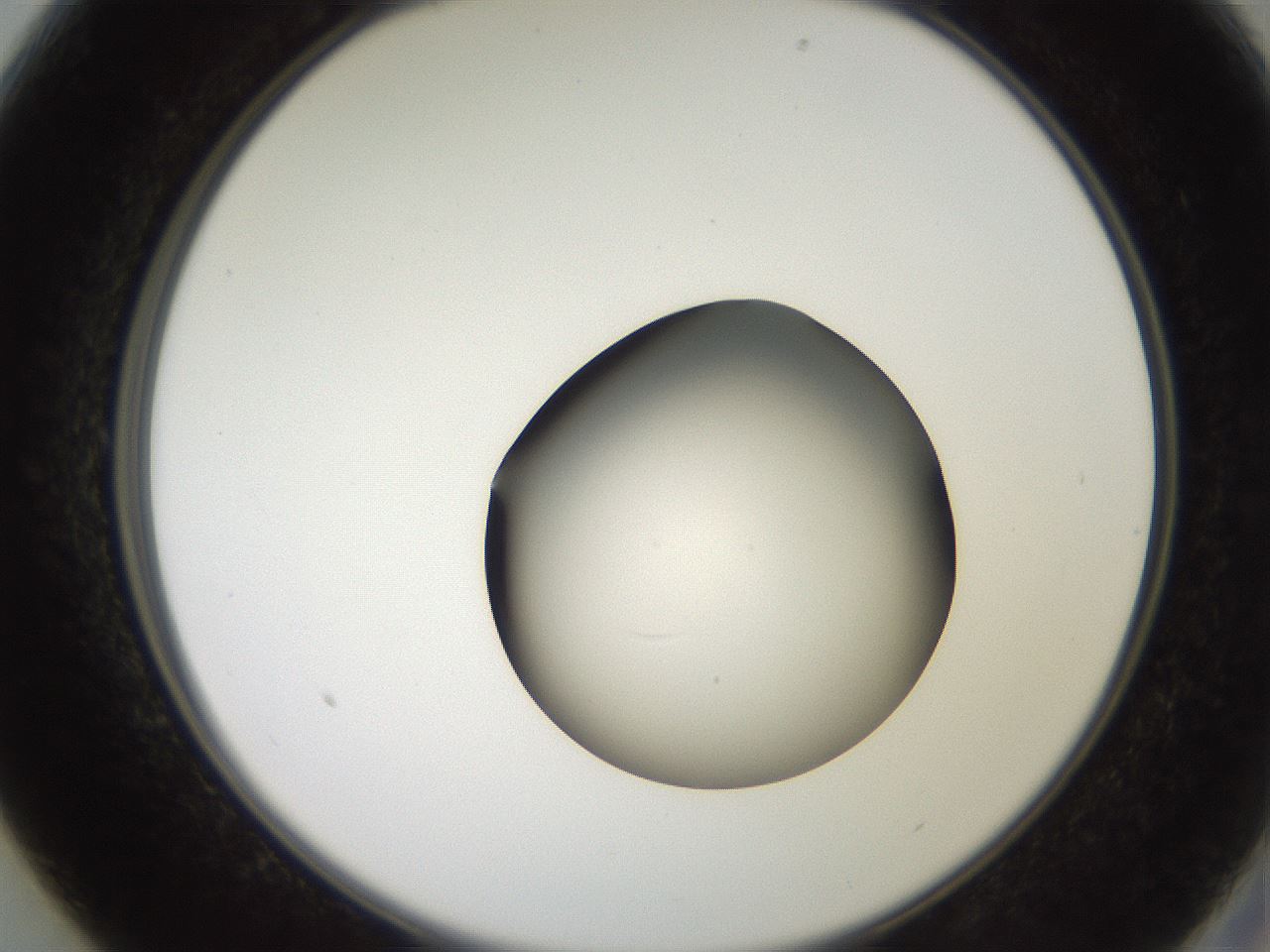 folderID258_plateID2258_batchID10333_wellNum13_profileID1_d2_r156827_ef.jpg