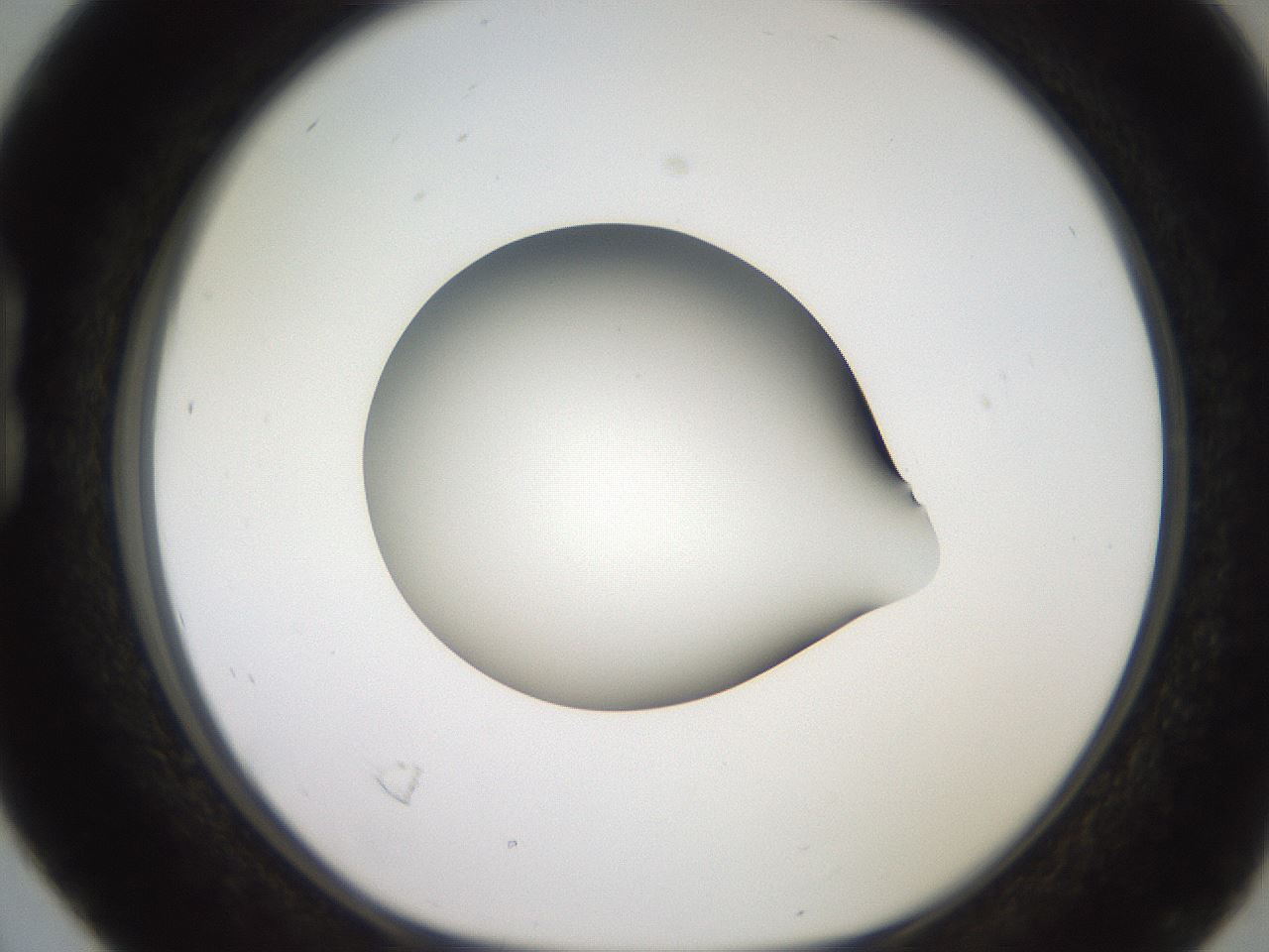 folderID258_plateID2258_batchID10333_wellNum16_profileID1_d1_r156832_ef.jpg