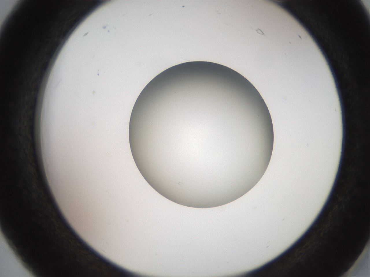 folderID258_plateID2258_batchID10333_wellNum18_profileID1_d2_r156837_ef.jpg