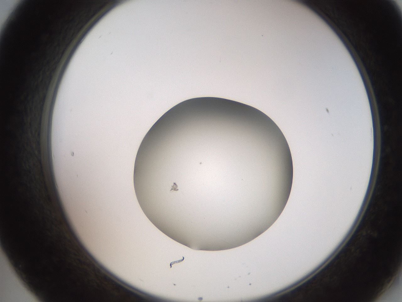 folderID258_plateID2258_batchID10333_wellNum20_profileID1_d2_r156841_ef.jpg