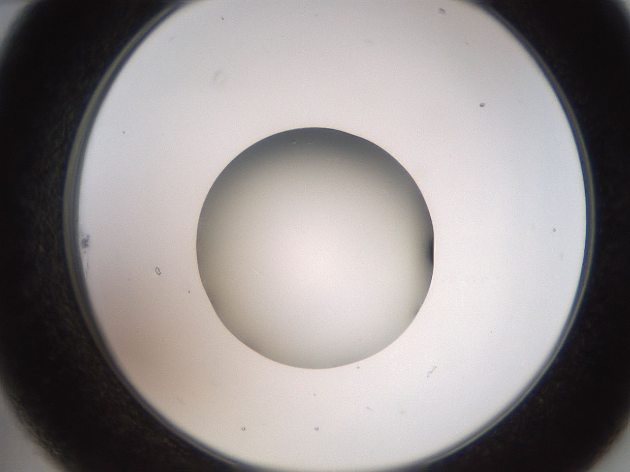 folderID258_plateID2258_batchID10333_wellNum22_profileID1_d2_r156845_ef.jpg