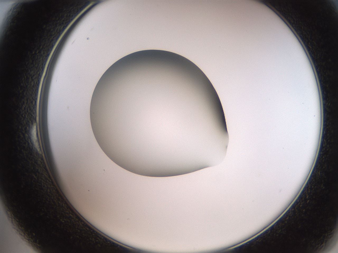 folderID258_plateID2258_batchID10333_wellNum24_profileID1_d2_r156849_ef.jpg