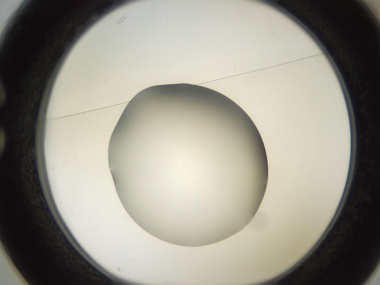 folderID258_plateID2258_batchID10333_wellNum25_profileID1_d1_r156850_ef.jpg