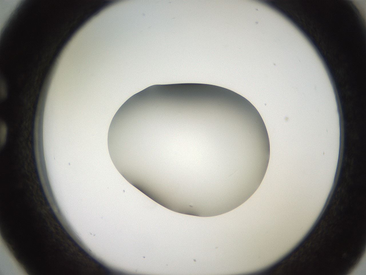 folderID258_plateID2258_batchID10333_wellNum26_profileID1_d1_r156852_ef.jpg