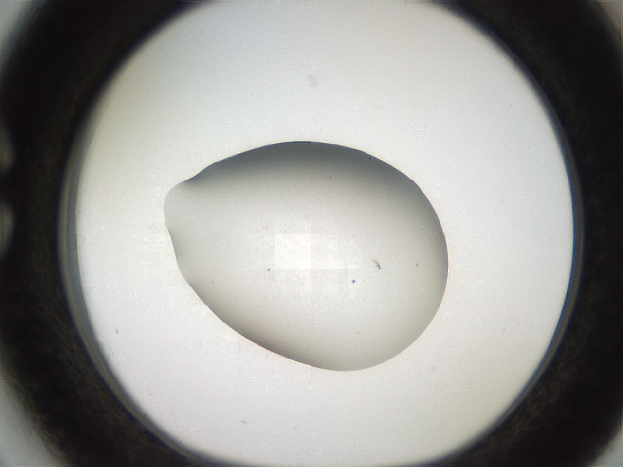 folderID258_plateID2258_batchID10333_wellNum27_profileID1_d1_r156854_ef.jpg