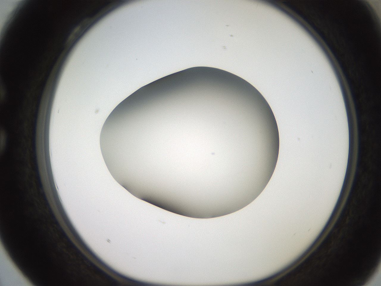 folderID258_plateID2258_batchID10333_wellNum28_profileID1_d1_r156856_ef.jpg