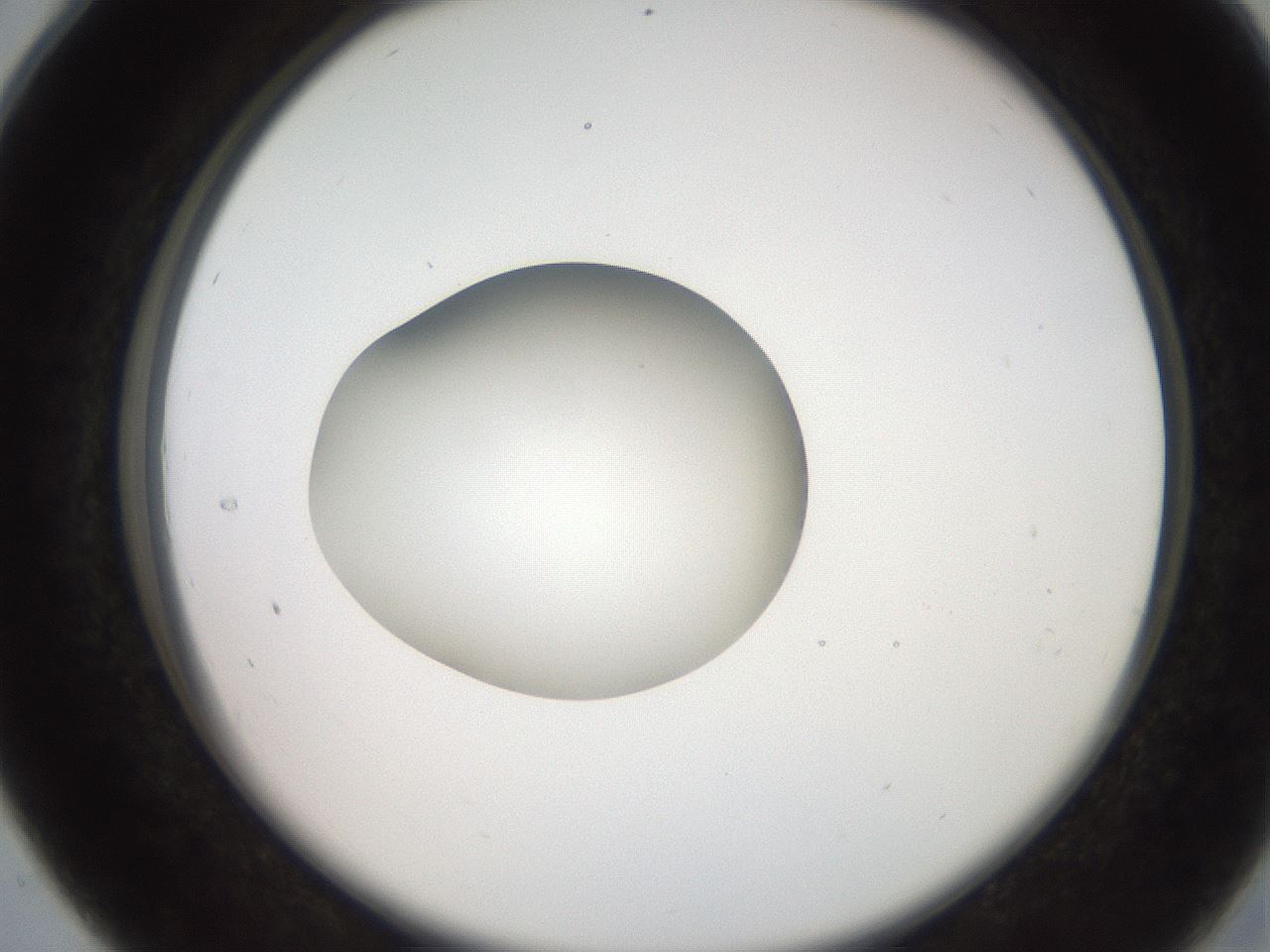folderID258_plateID2258_batchID10333_wellNum28_profileID1_d2_r156857_ef.jpg