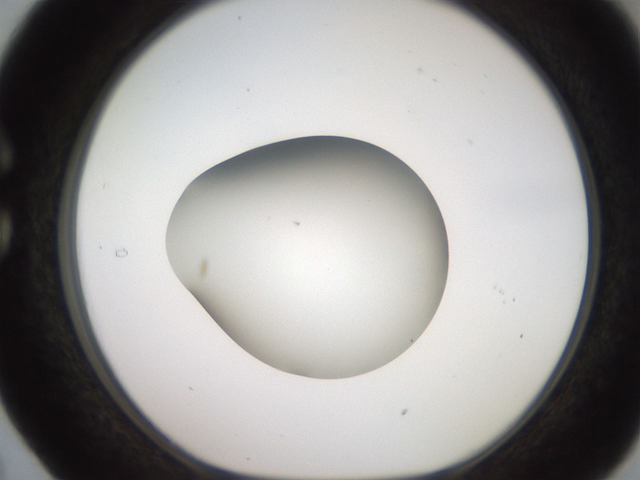 folderID258_plateID2258_batchID10333_wellNum29_profileID1_d1_r156858_ef.jpg