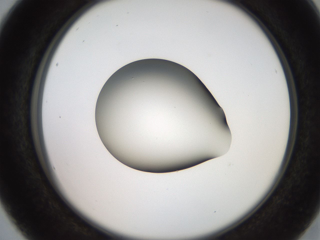 folderID258_plateID2258_batchID10333_wellNum16_profileID1_d2_r156833_ef.jpg