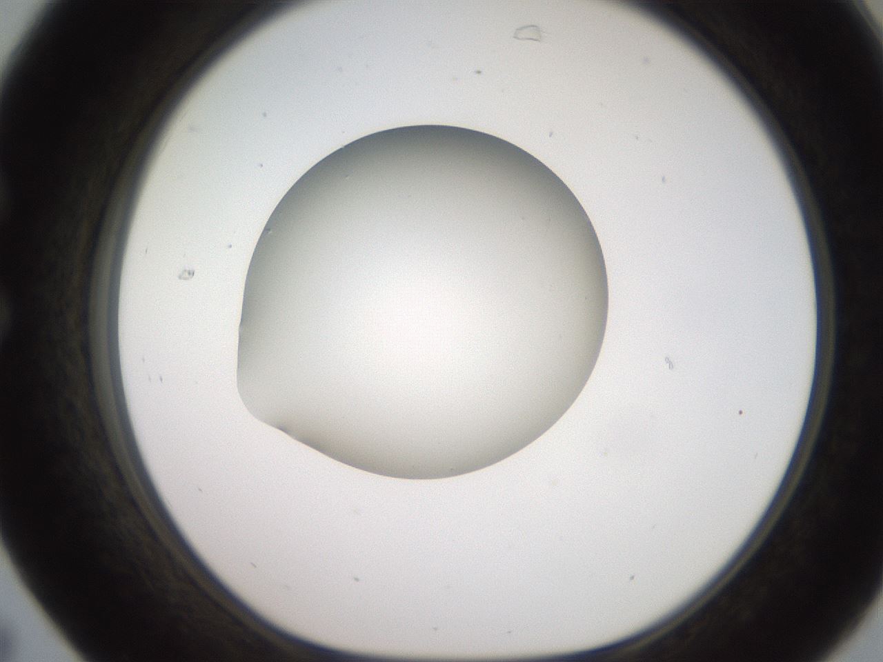 folderID258_plateID2258_batchID10333_wellNum31_profileID1_d1_r156862_ef.jpg
