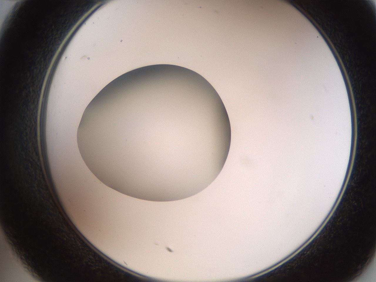 folderID258_plateID2258_batchID10333_wellNum35_profileID1_d2_r156871_ef.jpg