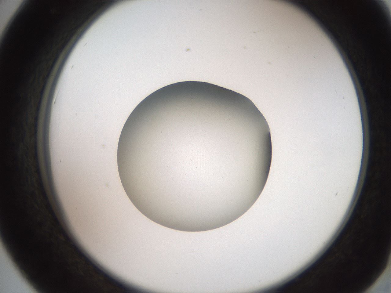 folderID258_plateID2258_batchID10333_wellNum42_profileID1_d2_r156885_ef.jpg