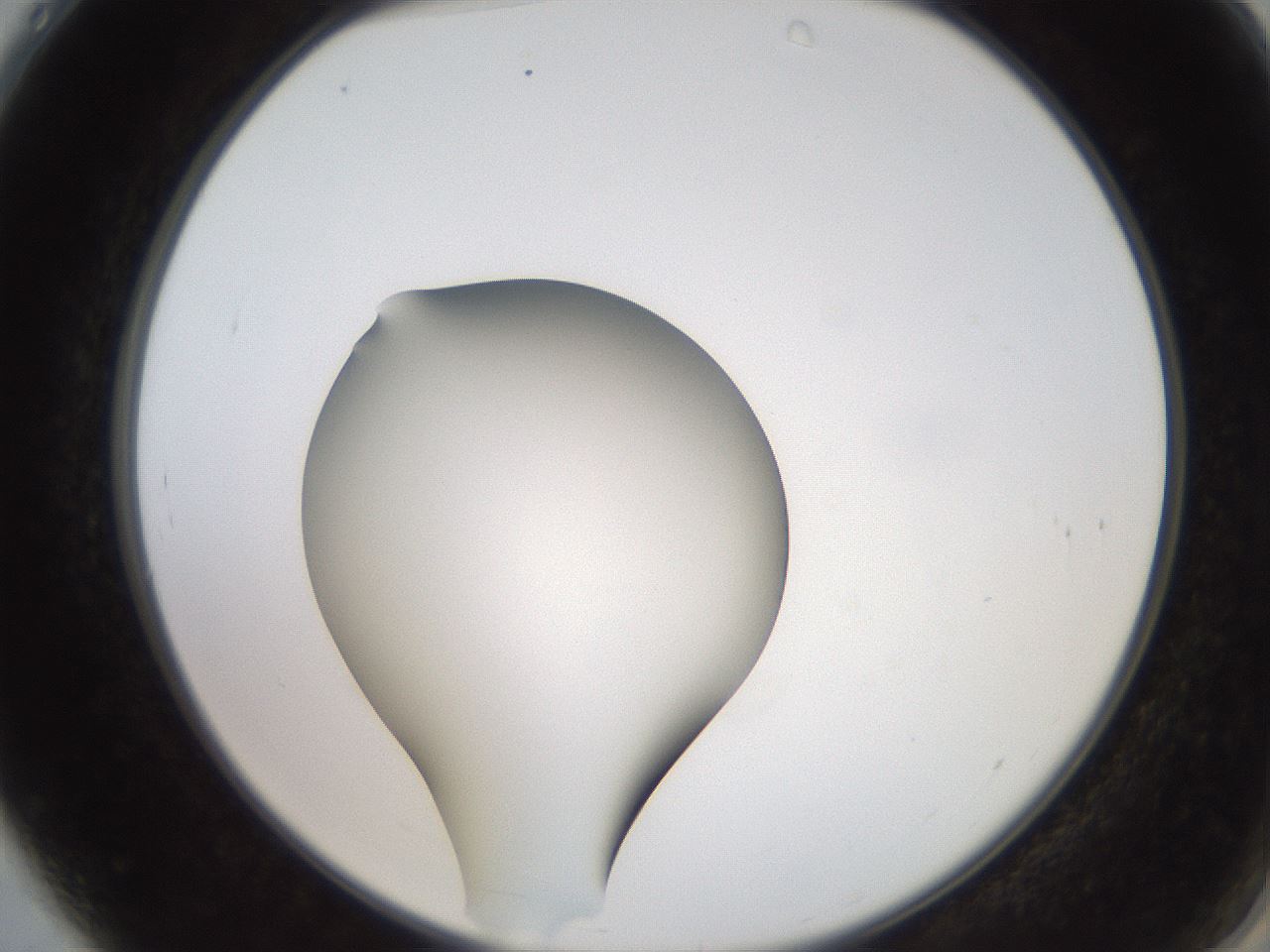 folderID258_plateID2258_batchID10333_wellNum4_profileID1_d2_r156809_ef.jpg