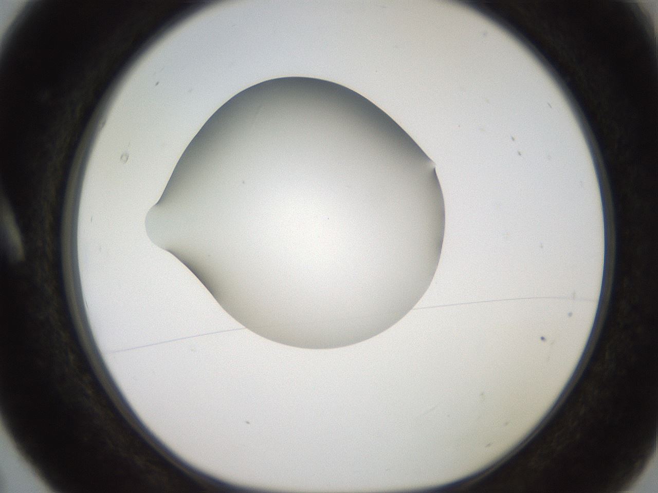 folderID258_plateID2258_batchID10333_wellNum5_profileID1_d1_r156810_ef.jpg
