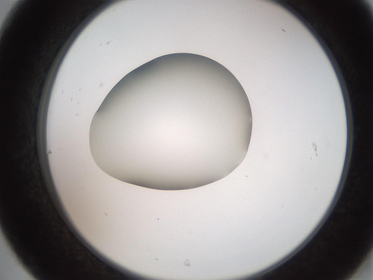 folderID258_plateID2258_batchID10333_wellNum31_profileID1_d2_r156863_ef.jpg
