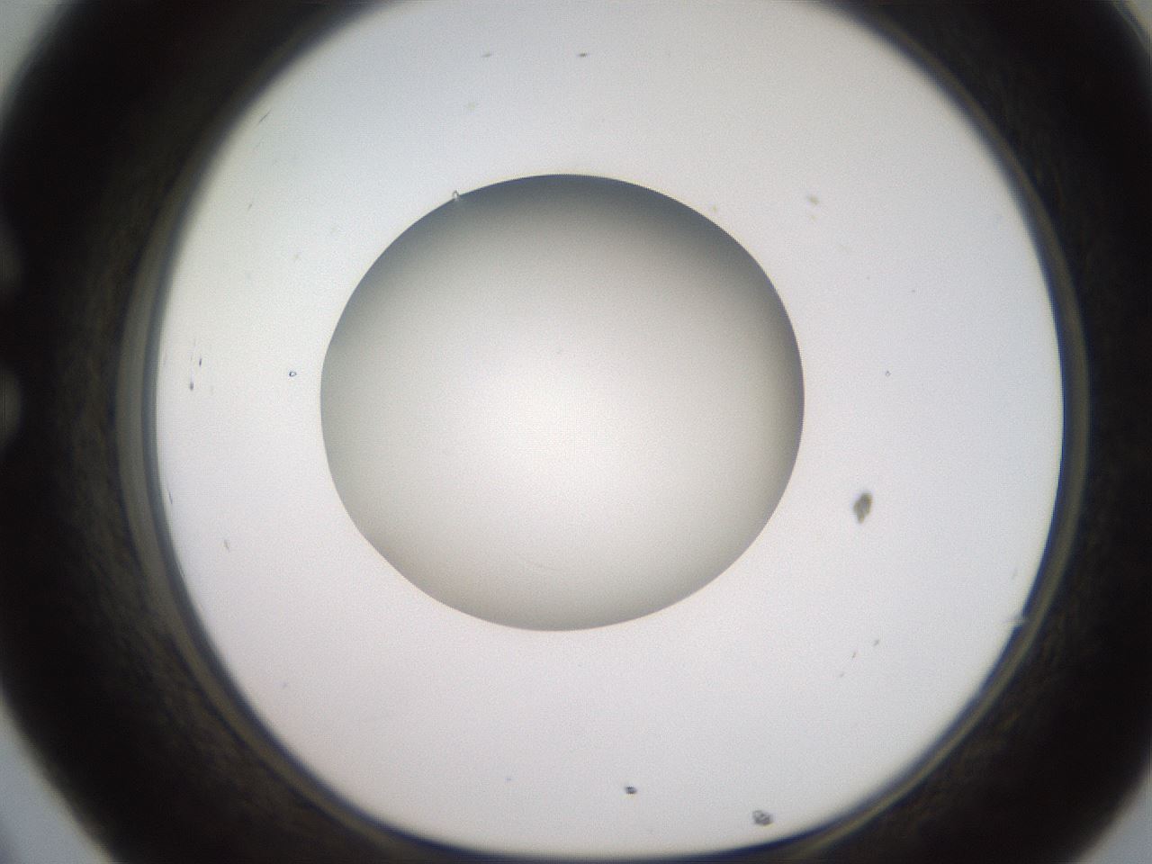 folderID258_plateID2258_batchID10333_wellNum32_profileID1_d1_r156864_ef.jpg