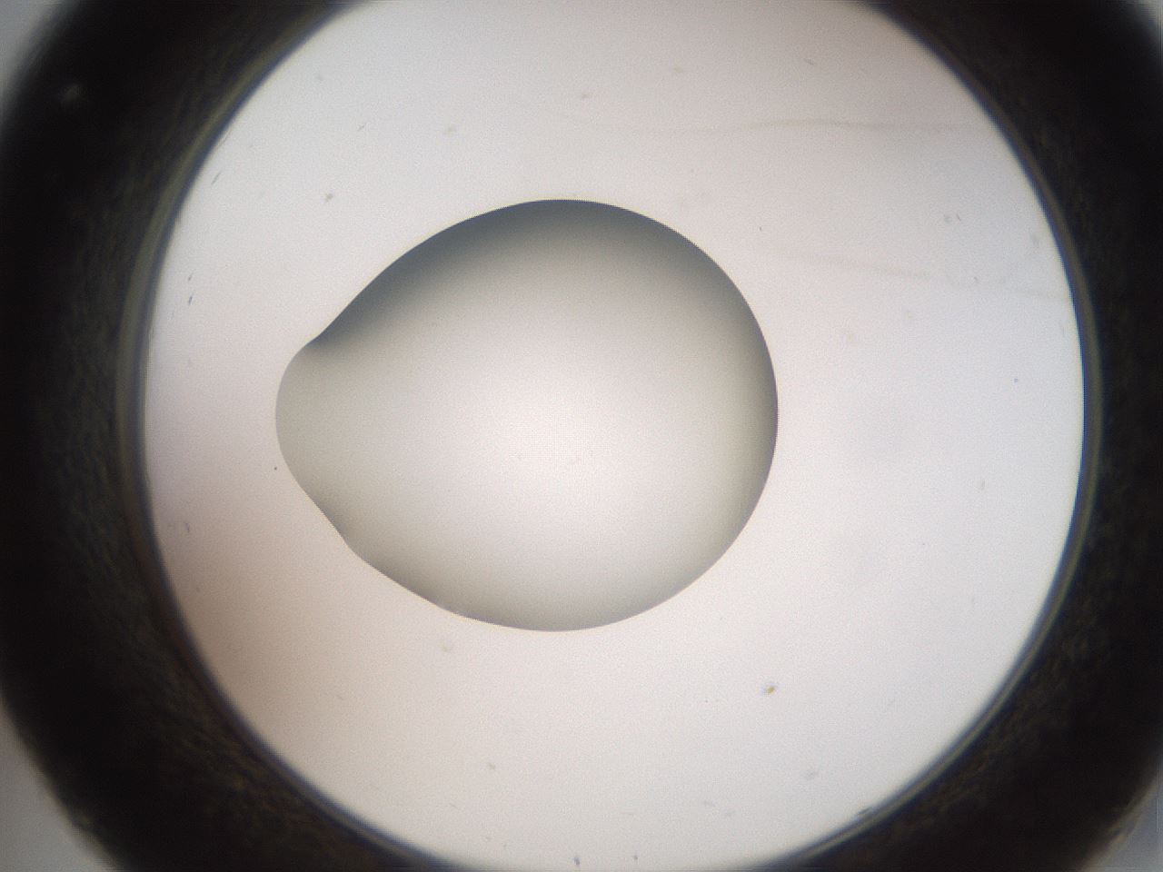 folderID258_plateID2258_batchID10333_wellNum32_profileID1_d2_r156865_ef.jpg