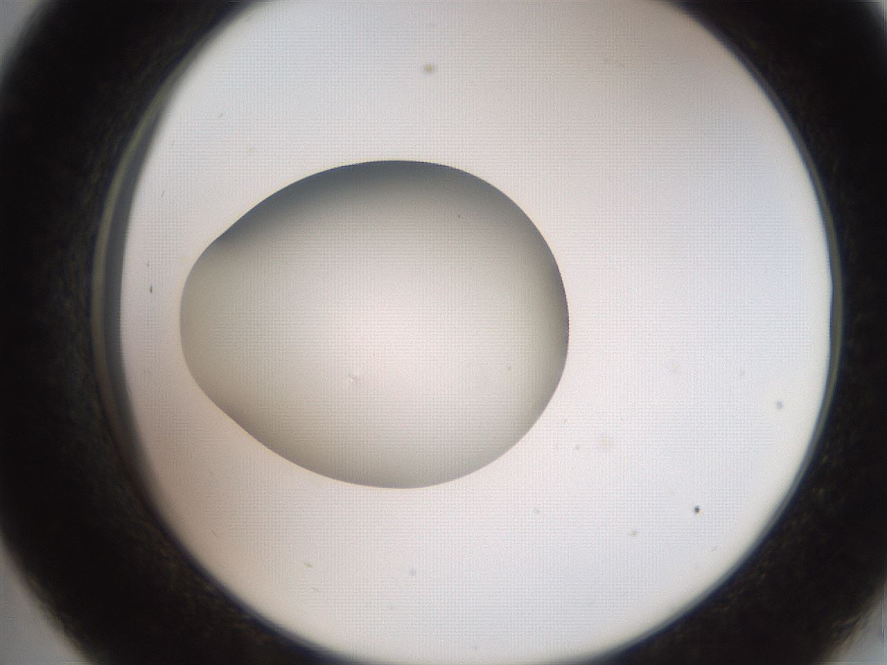 folderID258_plateID2258_batchID10333_wellNum33_profileID1_d2_r156867_ef.jpg
