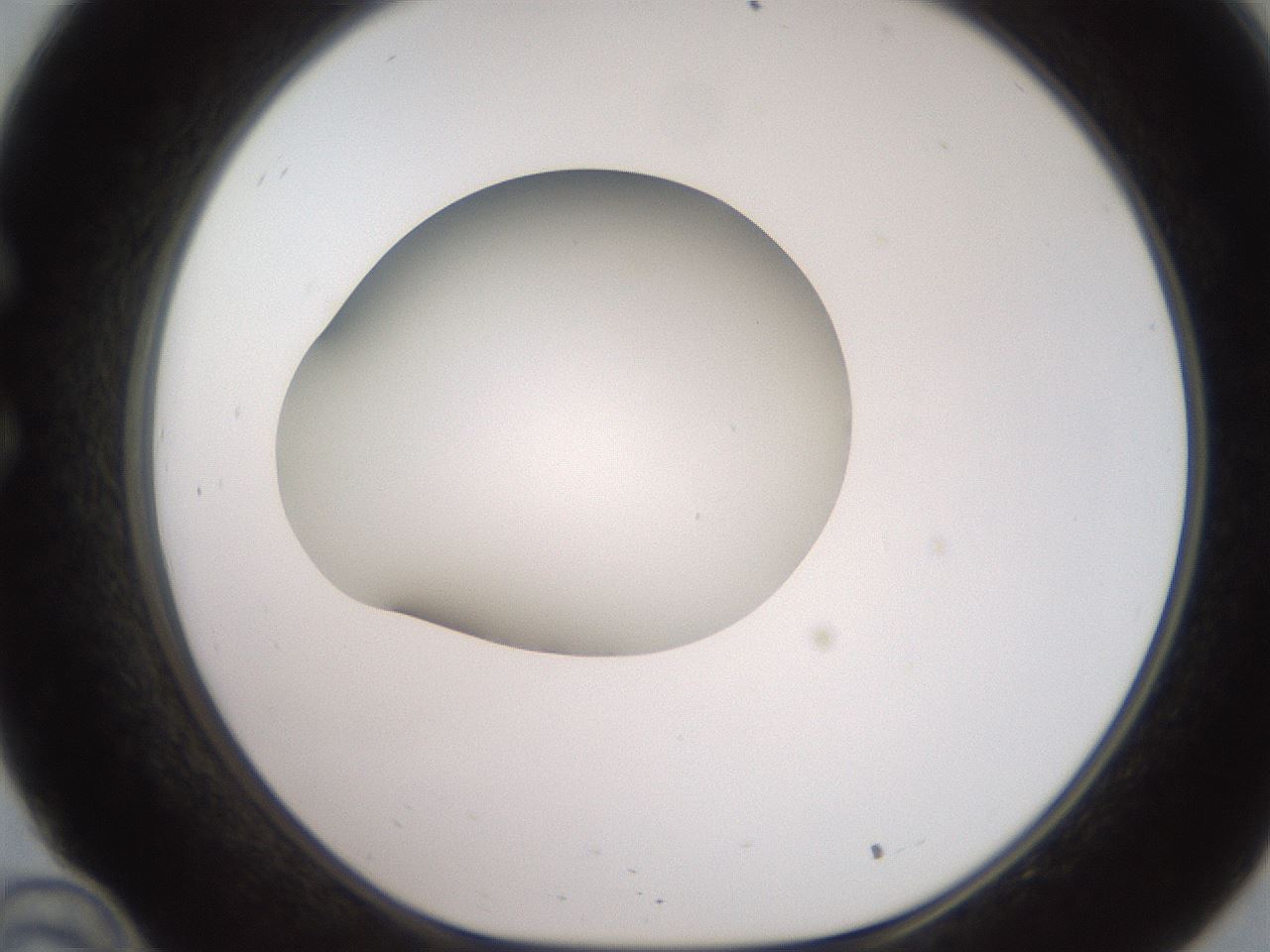 folderID258_plateID2258_batchID10333_wellNum34_profileID1_d1_r156868_ef.jpg