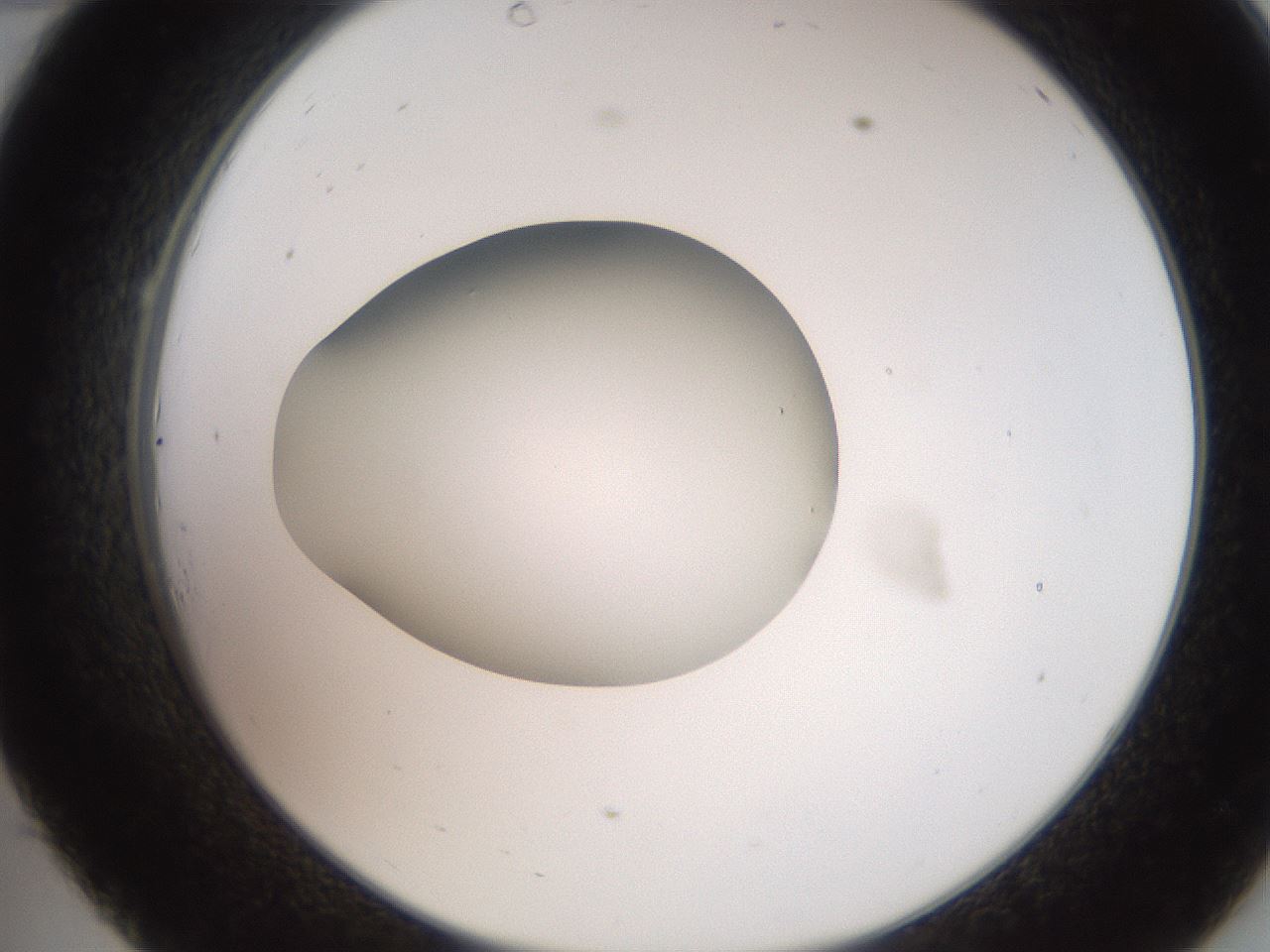 folderID258_plateID2258_batchID10333_wellNum34_profileID1_d2_r156869_ef.jpg