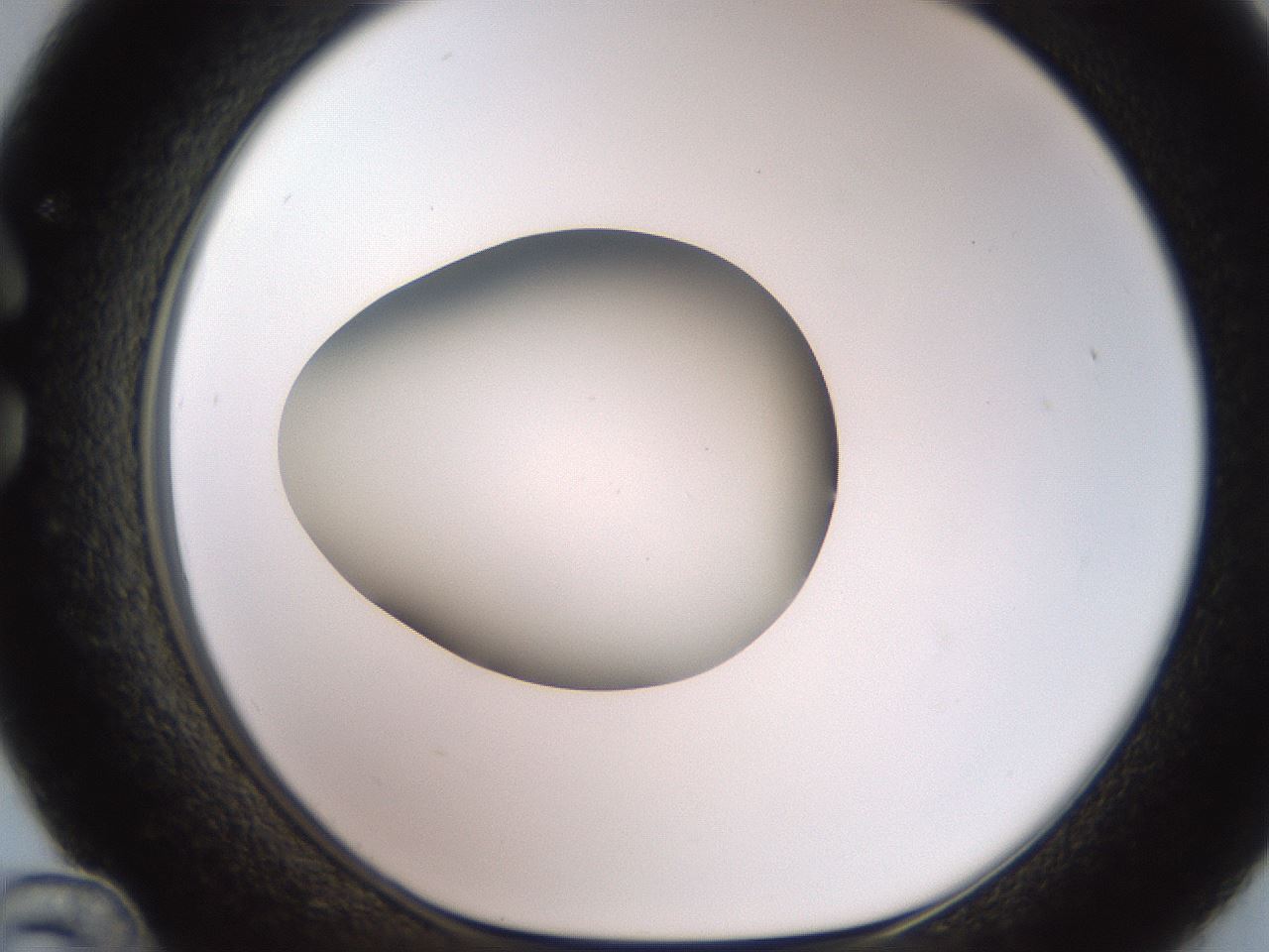 folderID258_plateID2258_batchID10333_wellNum36_profileID1_d1_r156872_ef.jpg