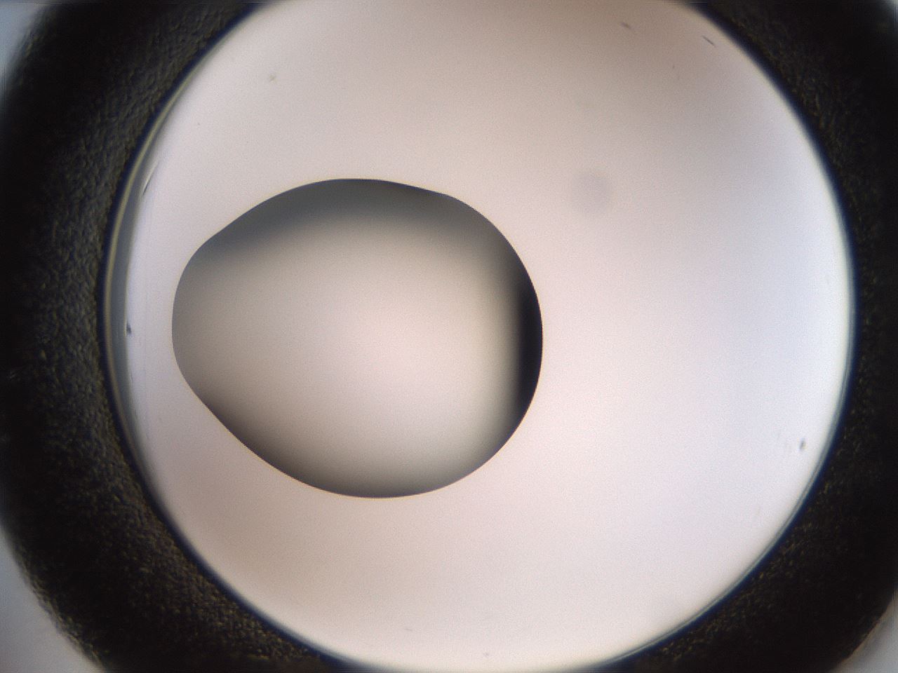 folderID258_plateID2258_batchID10333_wellNum36_profileID1_d2_r156873_ef.jpg