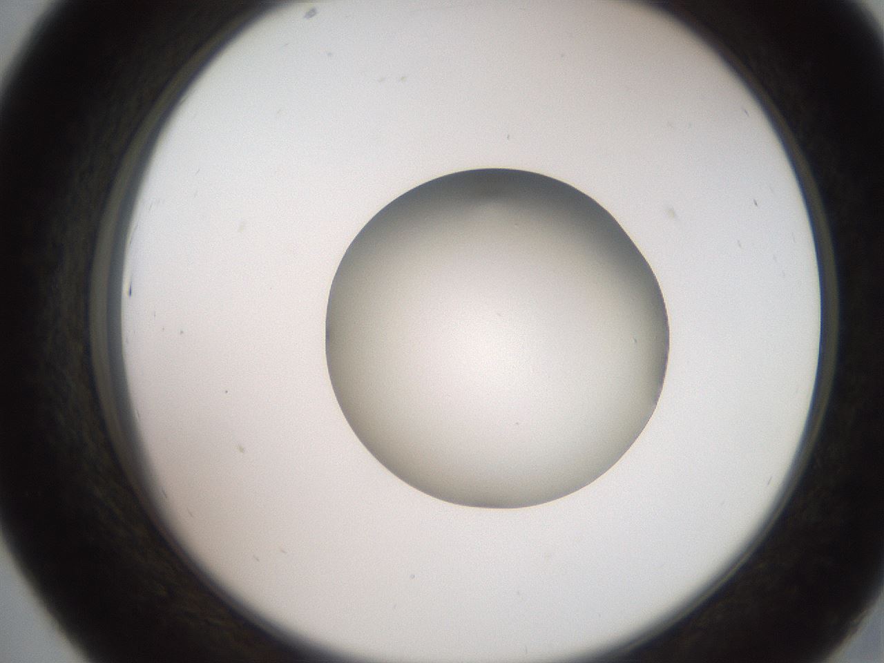 folderID258_plateID2258_batchID10333_wellNum43_profileID1_d2_r156887_ef.jpg