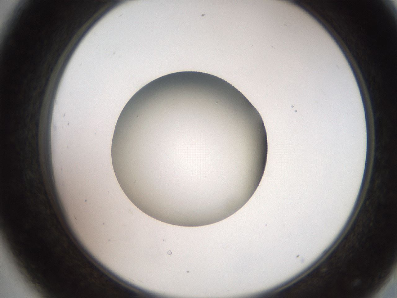 folderID258_plateID2258_batchID10333_wellNum44_profileID1_d2_r156889_ef.jpg