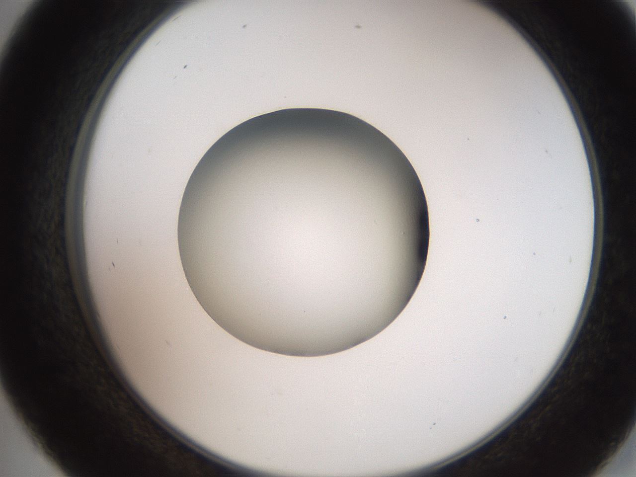 folderID258_plateID2258_batchID10333_wellNum45_profileID1_d2_r156891_ef.jpg