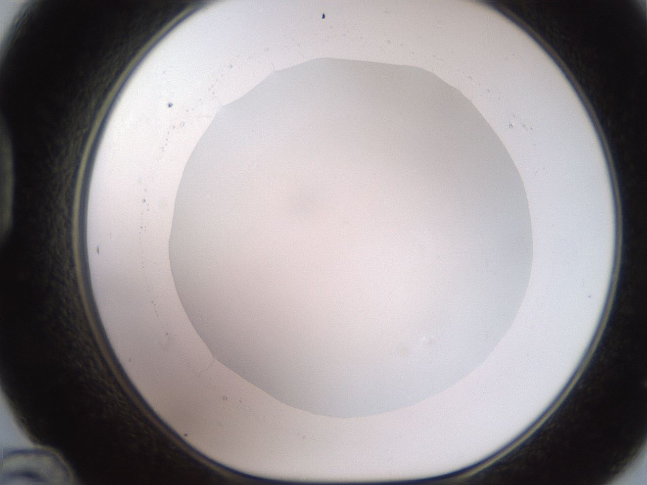 folderID258_plateID2258_batchID10333_wellNum48_profileID1_d1_r156896_ef.jpg